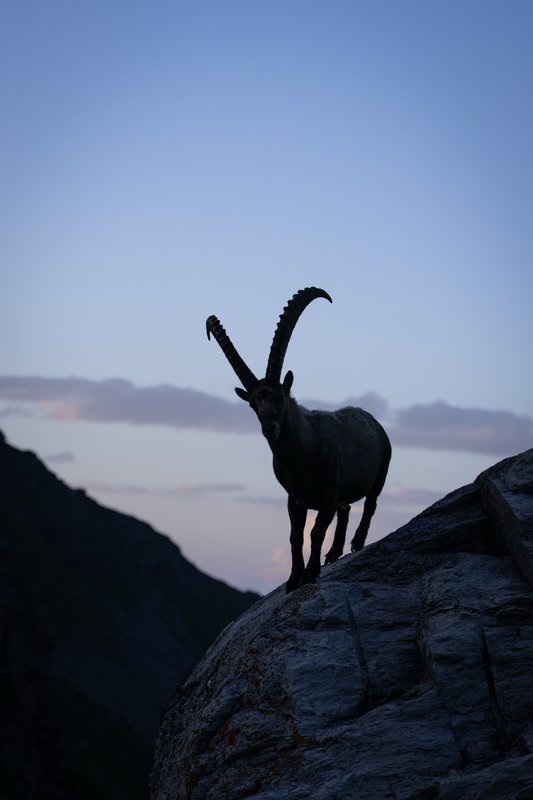 Steenbok bij zonsondergang