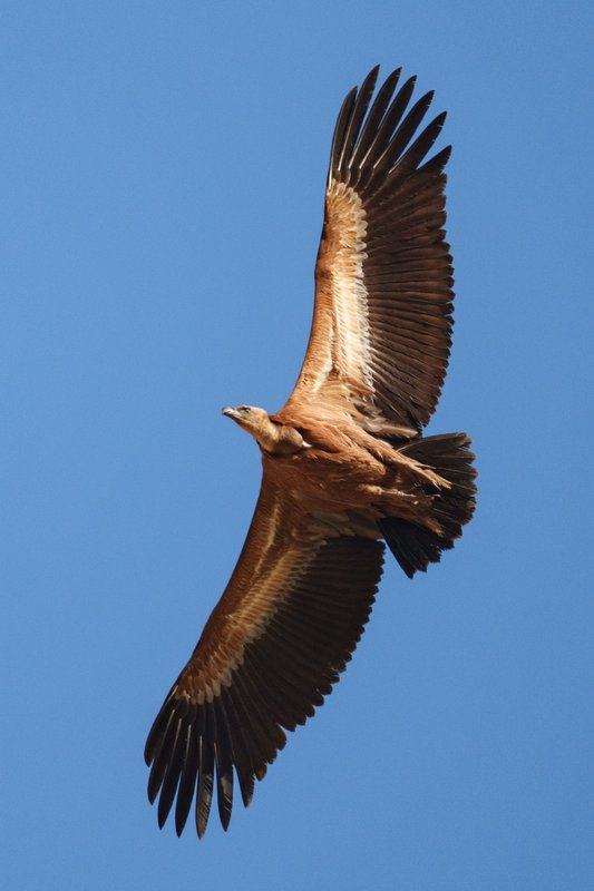 Camenito del Rey