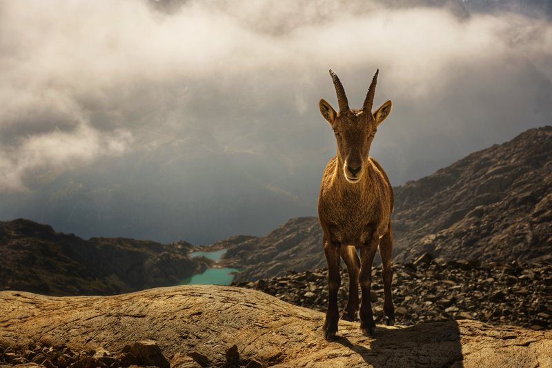 Ibex on the rocks above the lake