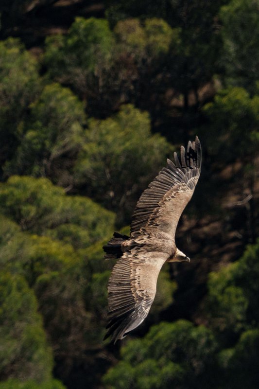 Griffon vulture skims past the trees