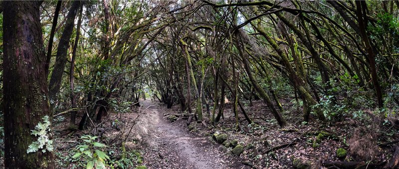 La Gomera - Alto de Garajonay