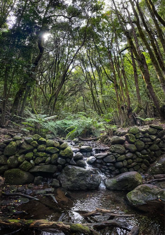 La Gomera - Alto de Garajonay