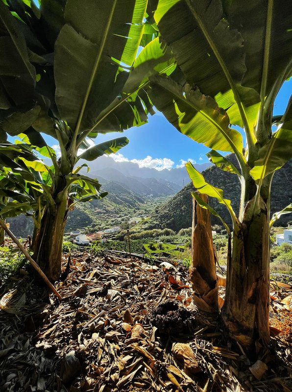 Bananenplanten langs het pad