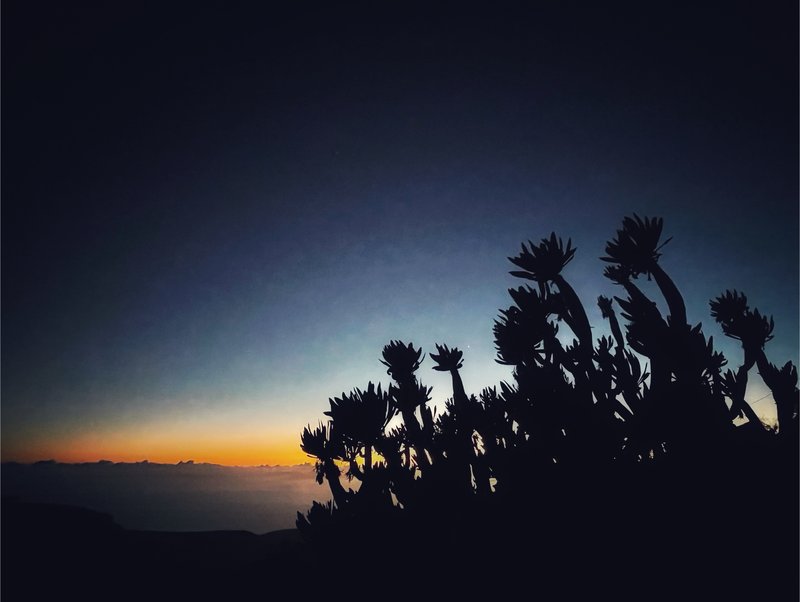 Zonsondergang achter de cactussen