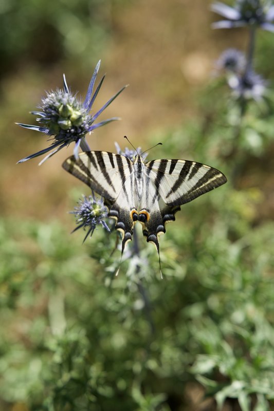 Scarce swallowtail