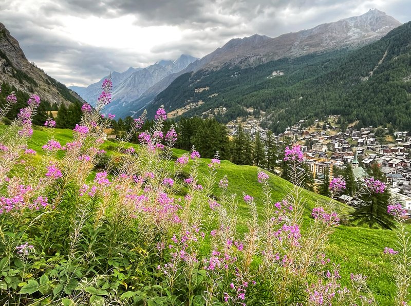 Wilgenroosje boven Zermatt