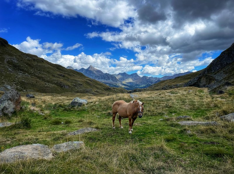 Paard op de alpenweide