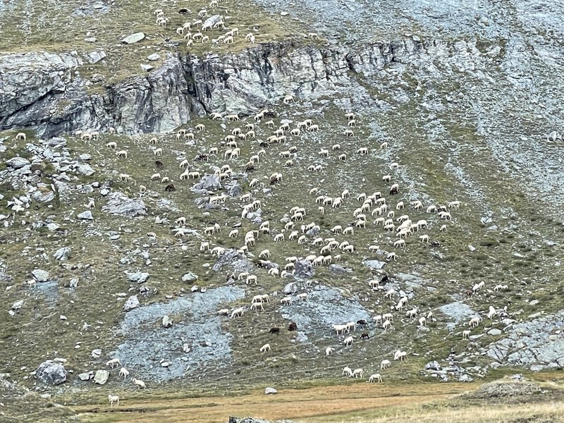 Schapen op de rotsen