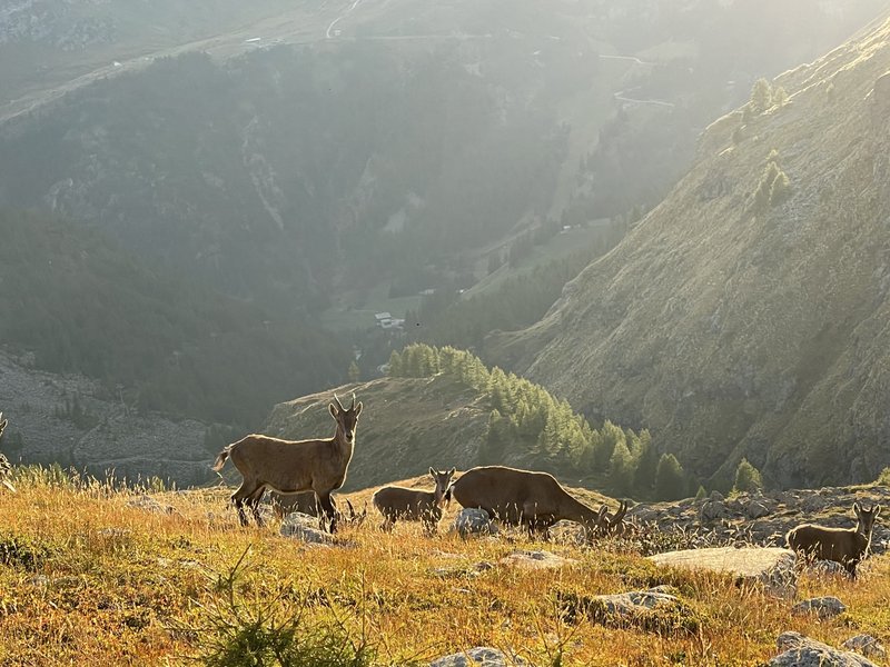 Steenbokken op de alpenweide