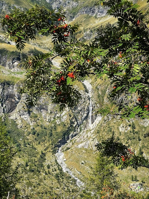 Lijsterbes boven de waterval