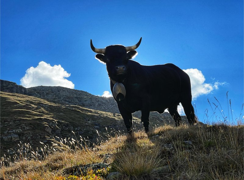 Stier op de alpenweide