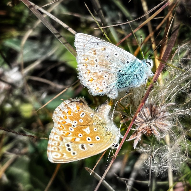 Twee blauwtjes op een grasspriet